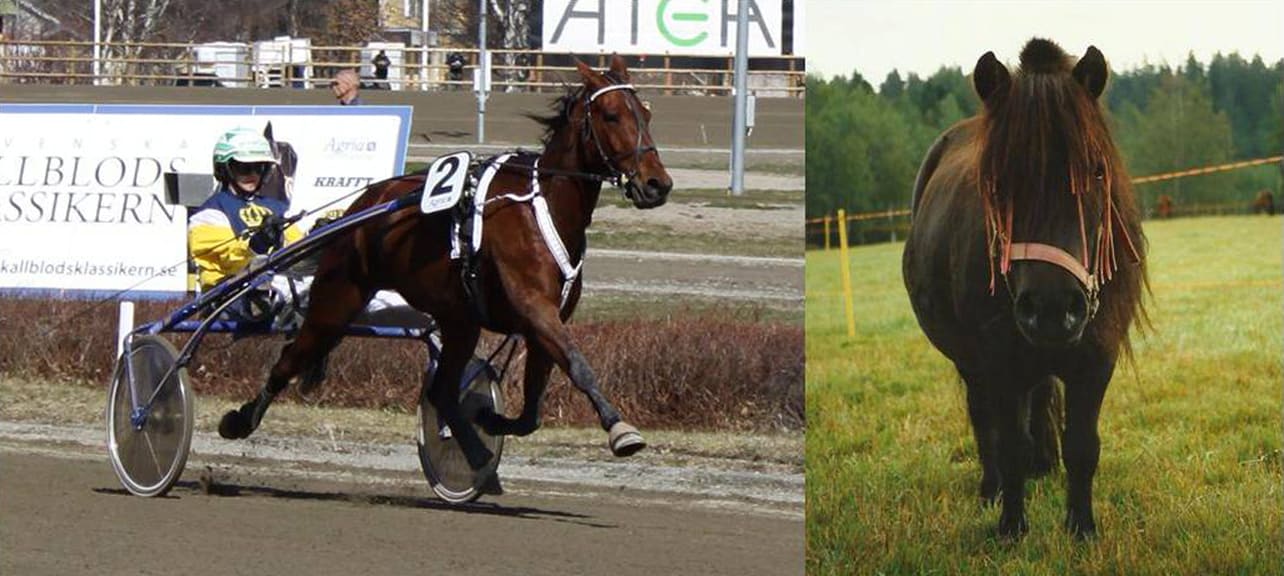 Bilden visar två olika typer av hästar, en högpresterande atlet och en mindre ponny som inte gör mycket arbete. 