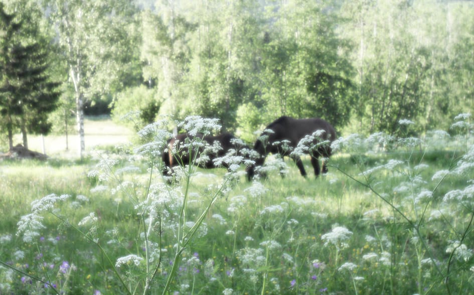 Små skillnader i smältbarhet mellan hö och ensilage